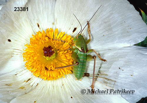 Haldeman's Shieldback (Pediodectes haldemanii)